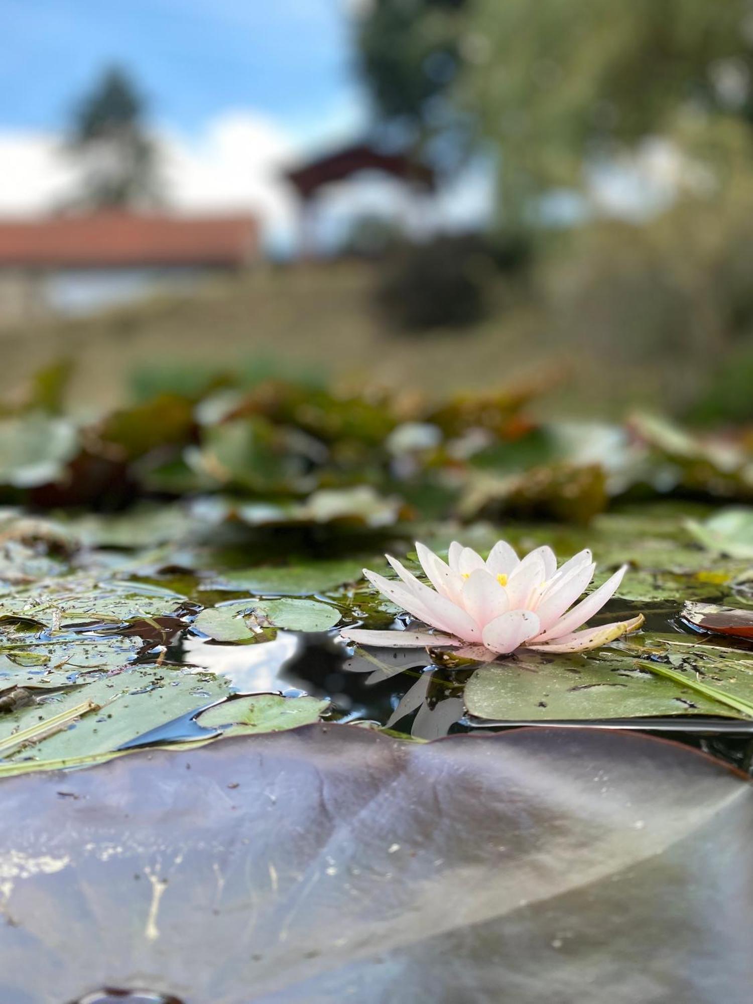 Apartmán Hořice na Šumavě Exteriér fotografie